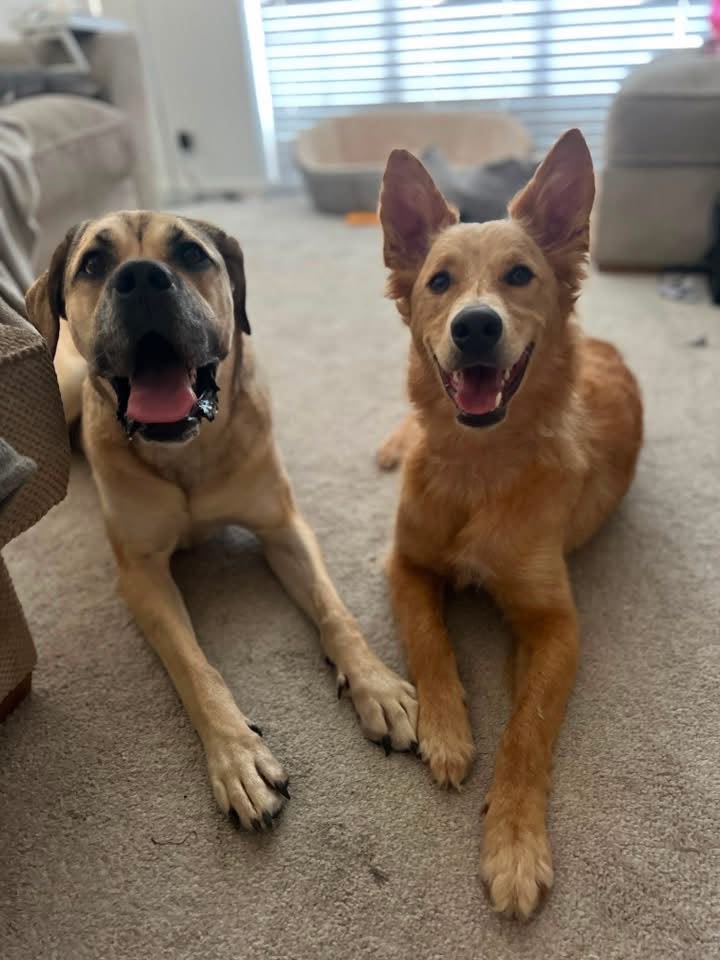 Cali and Milo sitting together