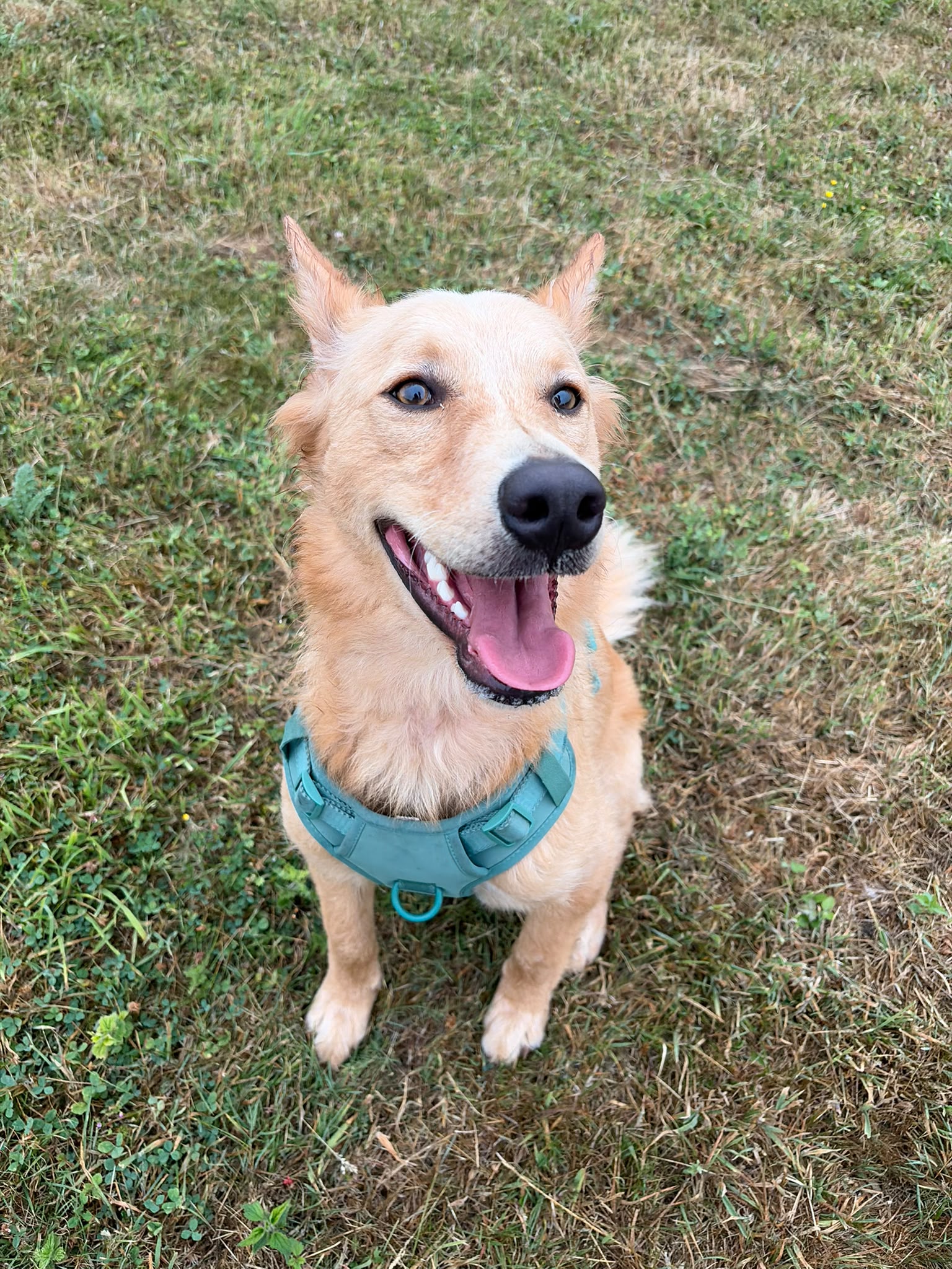 Milo smiling outside